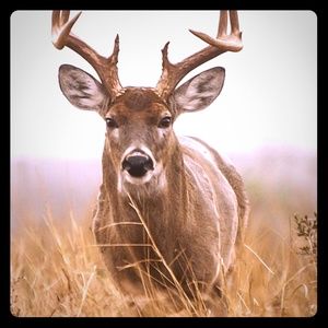 Meet your Posher, Ariel